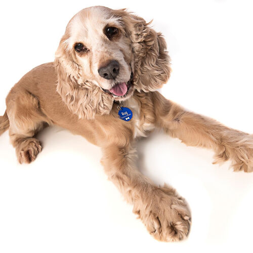 Online Book of Remembrance | Rainbow Bridge Pet Funeral Services