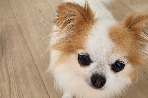 Our Dogs | British Chihuahua Rescue