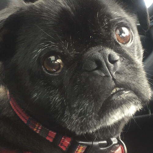 Online Book of Remembrance | Rainbow Bridge Pet Funerals