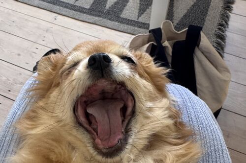 Tallulah