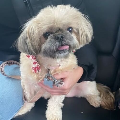 Online Book of Remembrance | Rainbow Bridge Pet Funerals