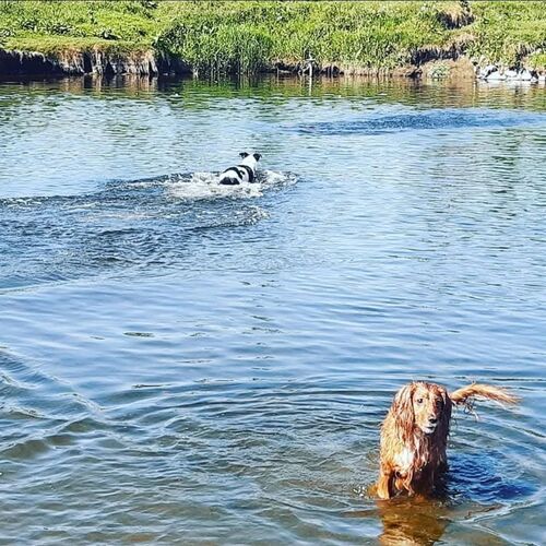 Online Book of Remembrance | Rainbow Bridge Pet Funeral Services