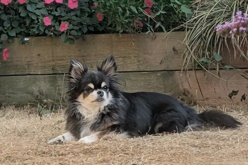 Ozzie