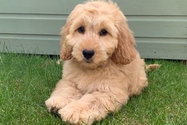 Gallery | Brixham Dog Training