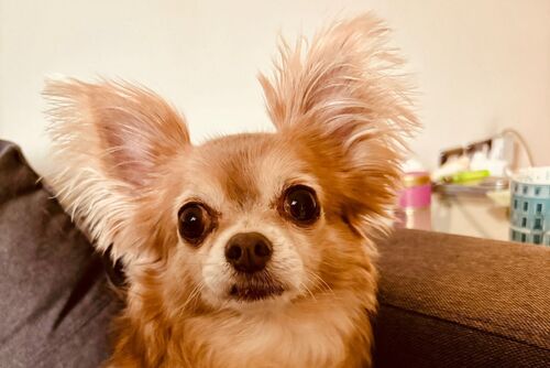 Penny