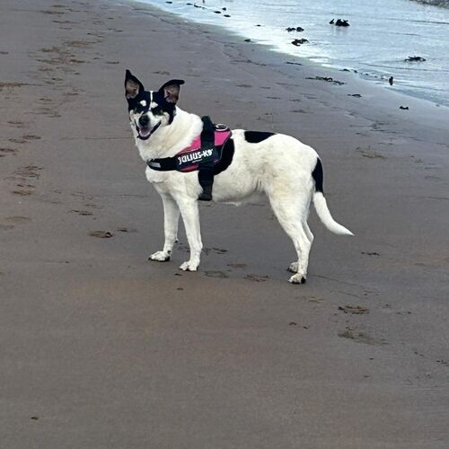 Online Book of Remembrance | Rainbow Bridge Pet Funerals