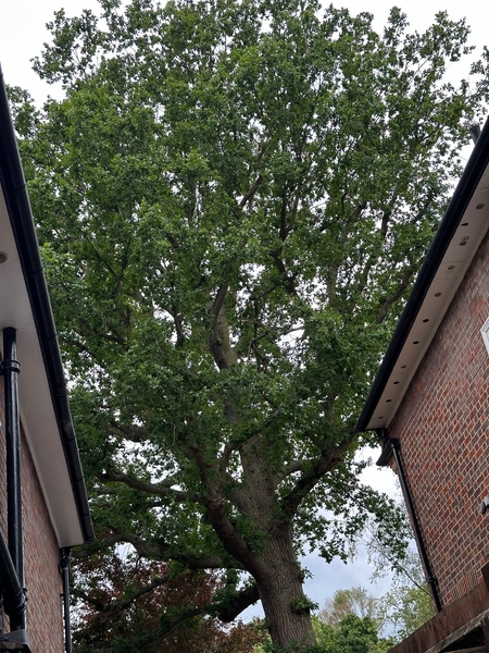 The Annual Water Consumption of a 400-Year-Old Oak Tree