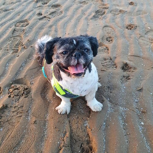 Online Book of Remembrance | Rainbow Bridge Pet Funeral Services
