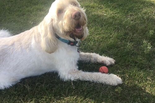 Gallery | Brixham Dog Training