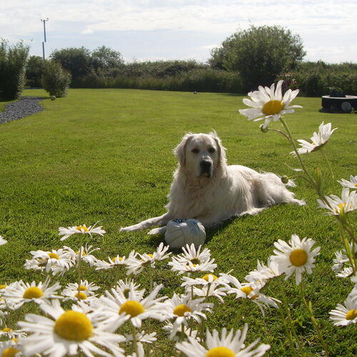 Online Book of Remembrance | Rainbow Bridge Pet Funeral Services