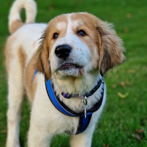 Online Book of Remembrance | Rainbow Bridge Pet Funerals