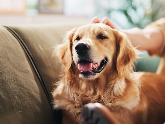 Prices | Rainbow Bridge Pet Funeral Services