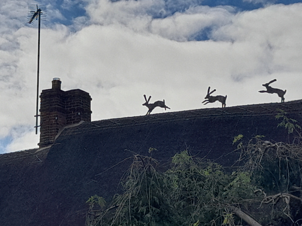 Wessex Downs Day Walk