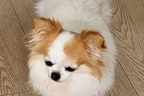 Lettie