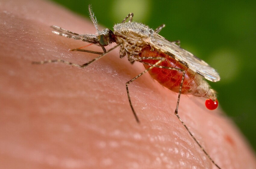 Global Britain & Ending Malaria: The Bottom Line