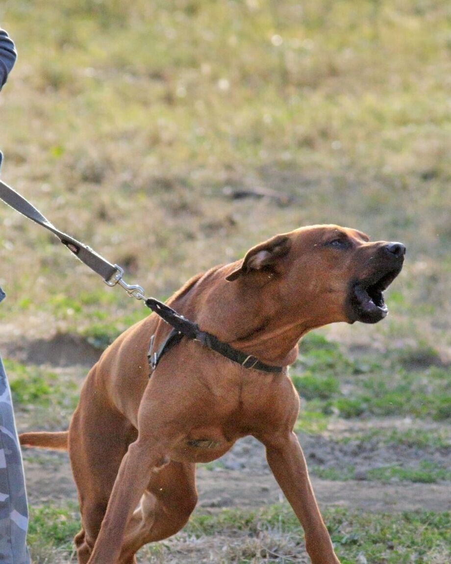 Classes | Help My Dog | Dog trainer Pembrokeshire | Dog behaviourist Pembrokeshire | Help my dog