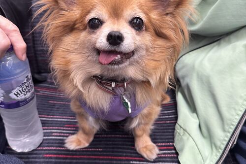 Tallulah