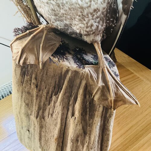 Large Taxidermy Cormorant