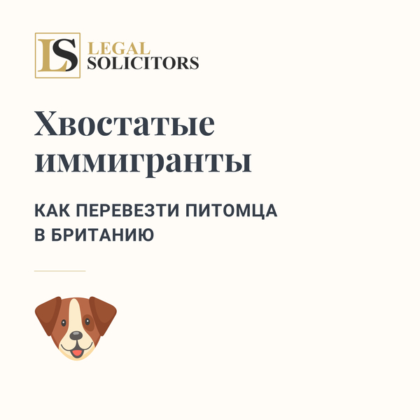 Хвостатые иммигранты: как перевезти питомца в Британию
