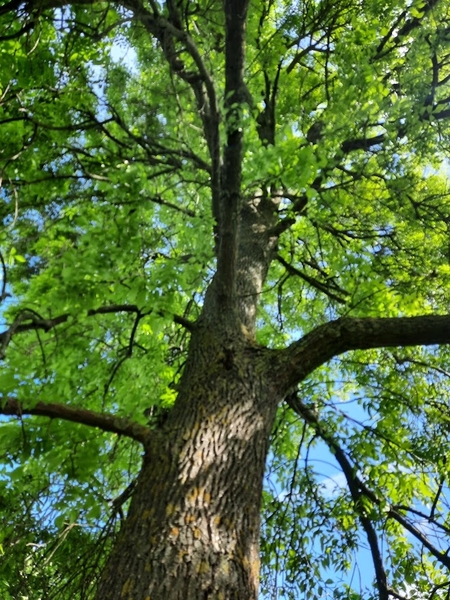 Beltane - May festival of collective renewal
