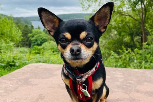 Enzo
