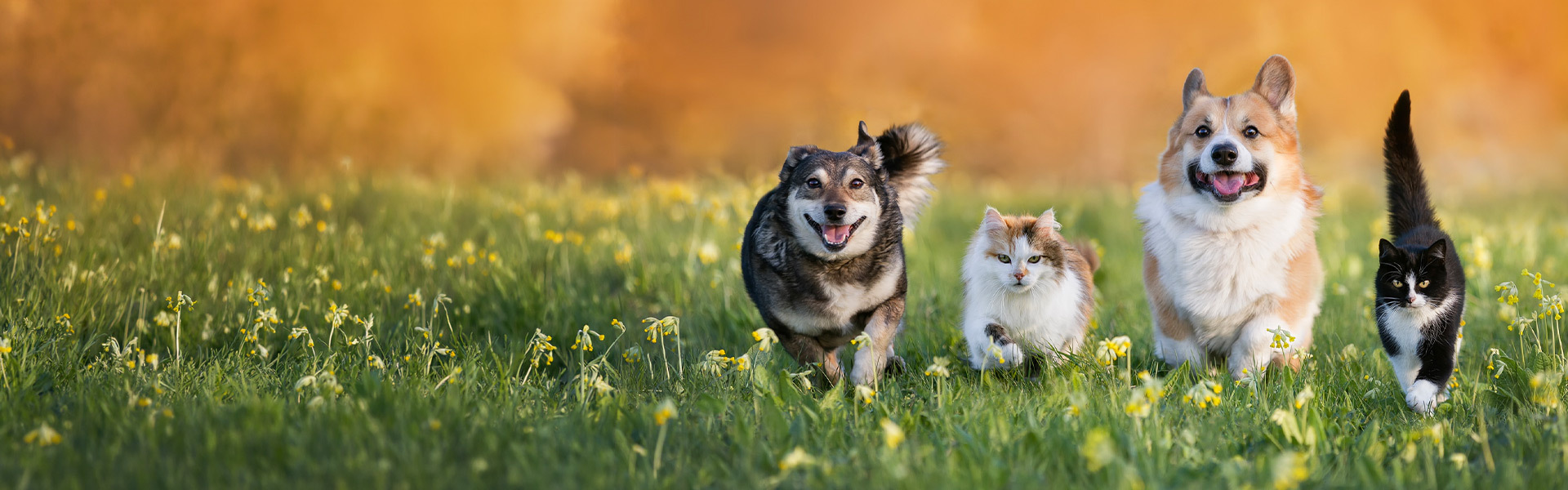 Rainbow Bridge Pet Euthanasia