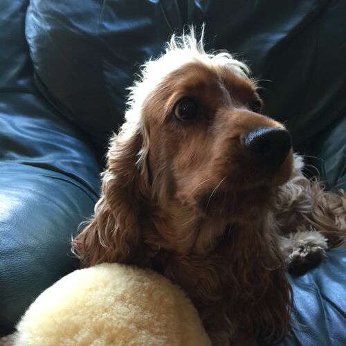 Online Book of Remembrance | Rainbow Bridge Pet Funeral Services
