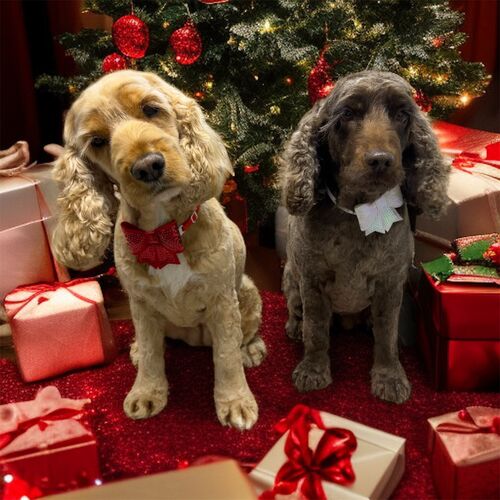 Windle Woofs | Dog Grooming | Photos | Gallery |