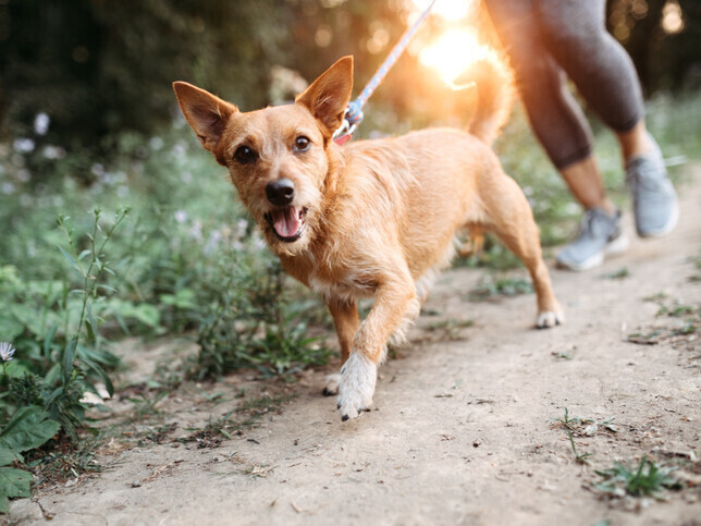 Dedicate A Tree | Rainbow Bridge Pet Funeral Services