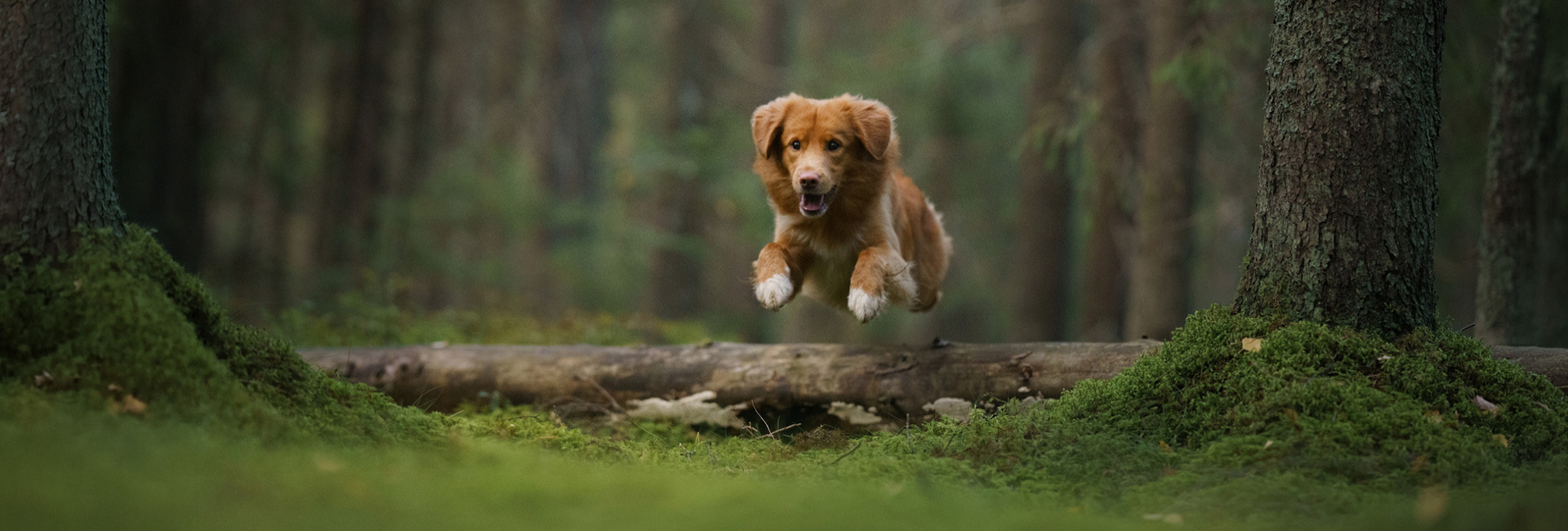 Gallery | Brixham Dog Training