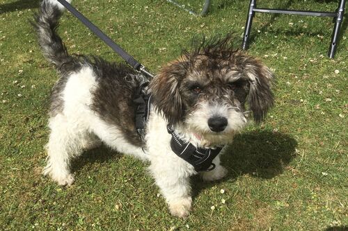 Gallery | Brixham Dog Training