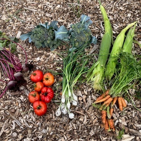 Allotment Produce
