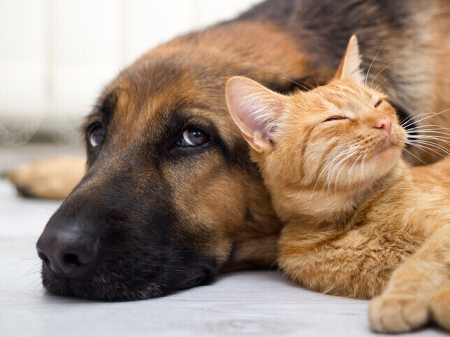 Same Day Cremation | Rainbow Bridge Pet Funeral Services