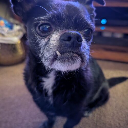 Lenny