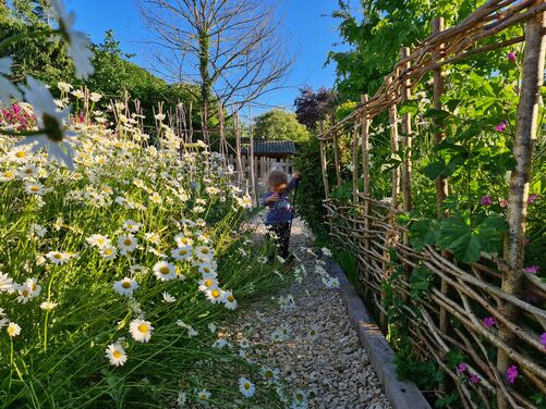 This image captures a charming, natural garden pathway bordered by vibrant wildflowers, predominantly daisies, creating a whimsical and enchanting atmosphere. The rustic woven fence adds a touch of craftsmanship and organic aesthetics, seamlessly blending with the lush greenery.

A child exploring the pathway adds a delightful and lively element to the scene, emphasizing the garden's inviting and family-friendly nature. The gravel path provides texture and ensures easy access, leading the eye toward a quaint structure or shed in the background, framed by trees and shrubs.

The interplay of sunlight and shadows enhances the garden's vibrant colors, evoking a warm and serene feeling. This garden design is a beautiful example of naturalistic landscaping, promoting biodiversity while providing a tranquil retreat.