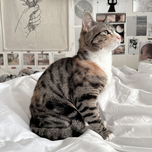 Online Book of Remembrance | Rainbow Bridge Pet Funeral Services
