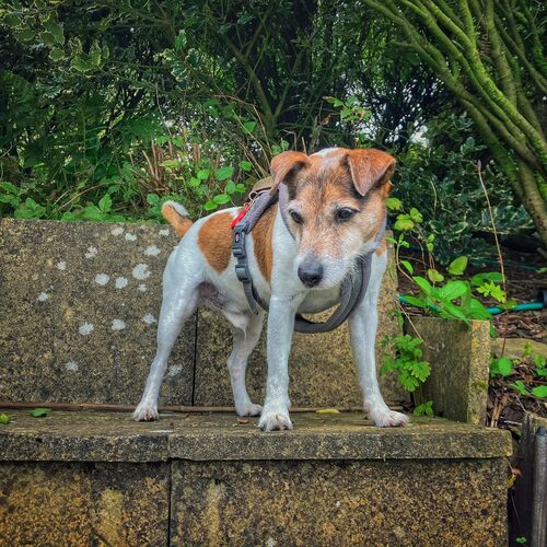 Online Book of Remembrance | Rainbow Bridge Pet Funeral Services