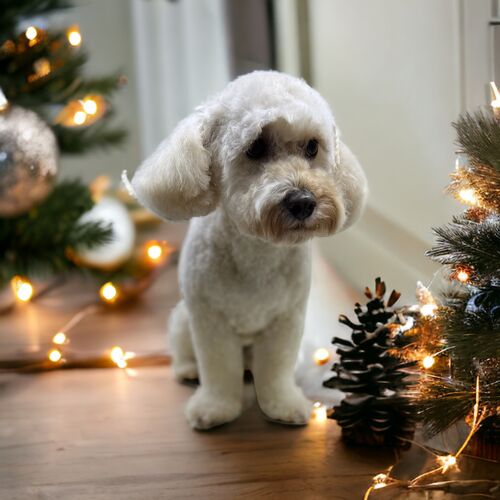 Windle Woofs | Dog Grooming | Photos | Gallery |