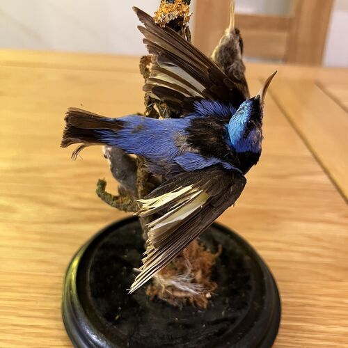 Taxidermy Specimens Under Glass Dome