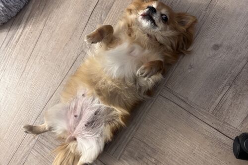 Tallulah