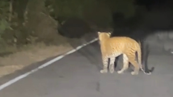 சிறுத்தைகளின் நடமாட்டத்தால் பிரதேசவாசிகள் அச்சம்