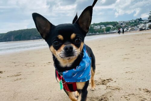 Enzo