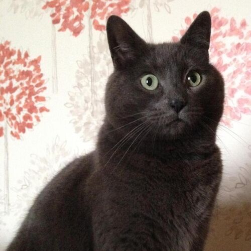 Online Book of Remembrance | Rainbow Bridge Pet Funeral Services