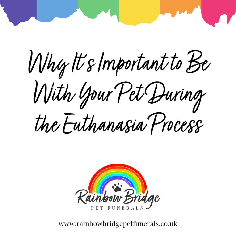 Why It’s Important to Be With Your Pet During the Euthanasia Process | Rainbow Bridge Pet Funeral Services