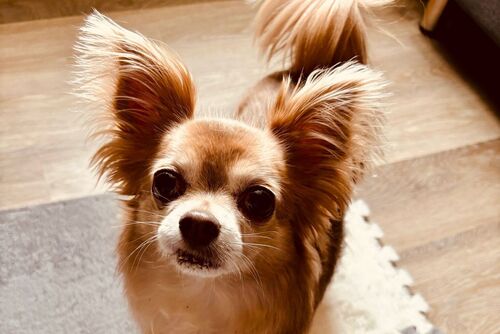 Our Dogs | British Chihuahua Rescue
