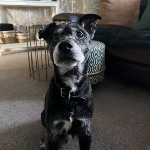 Online Book of Remembrance | Rainbow Bridge Pet Funeral Services