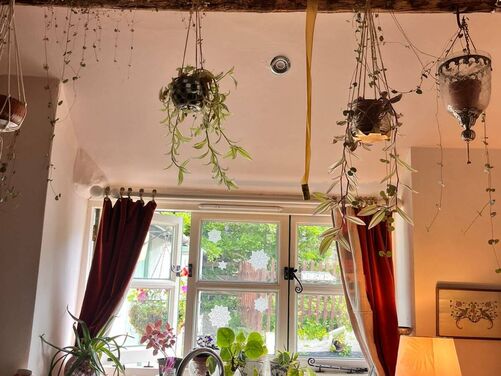 FULL - Stepping into Spring - Foraging and Flowers