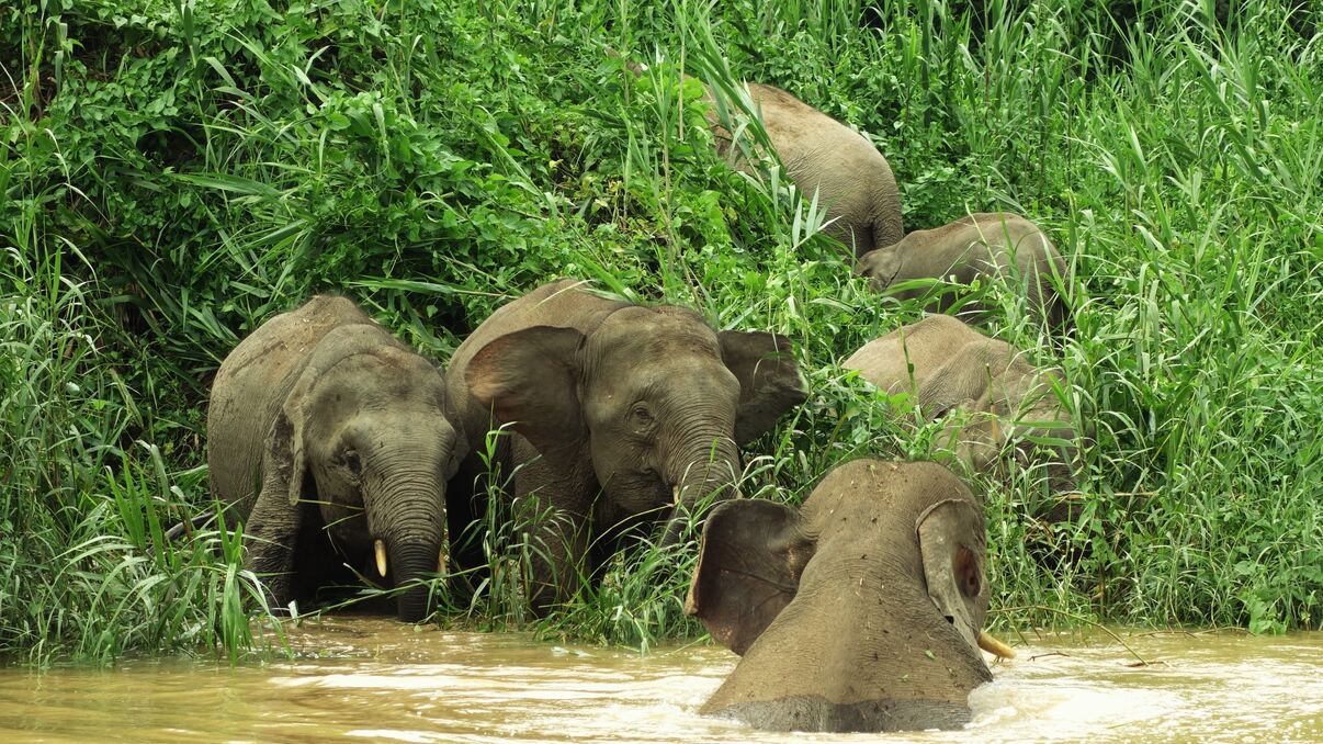 Kinabatangan River Cruise