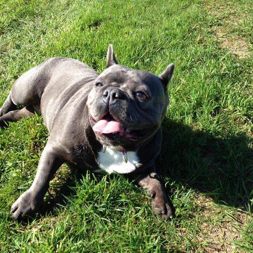 Online Book of Remembrance | Rainbow Bridge Pet Funerals