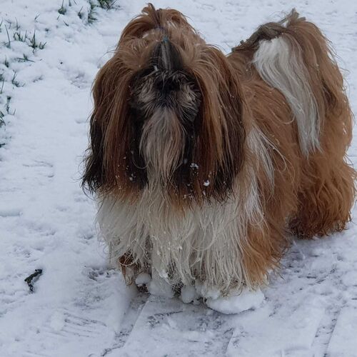 Online Book of Remembrance | Rainbow Bridge Pet Funeral Services